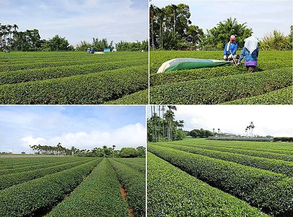 茶園與鳳梨園