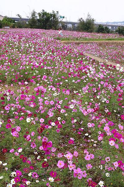 銅鑼杭菊