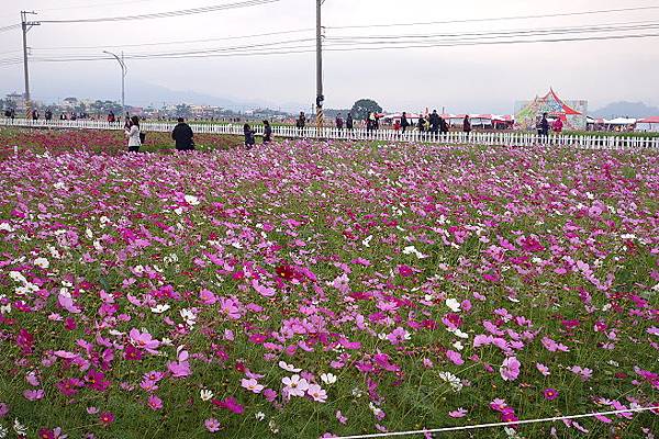 新社花海