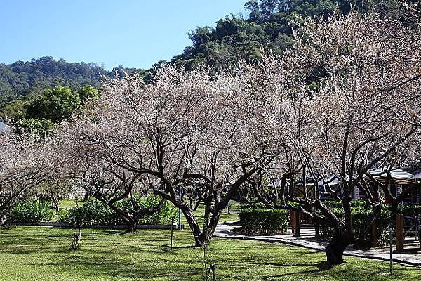 梅林親水岸