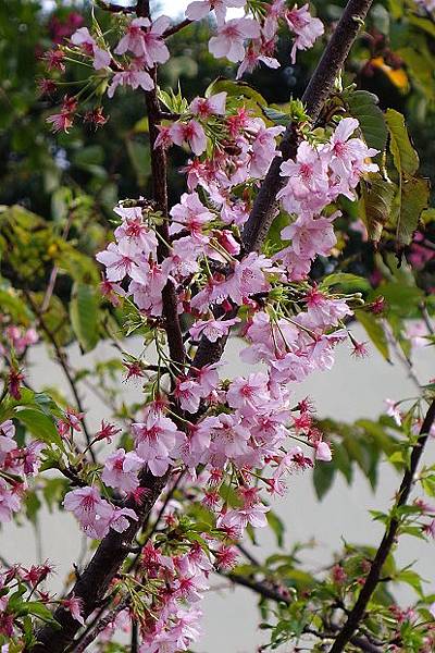 新竹麗池公園