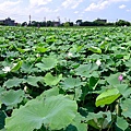 桃園蓮花季