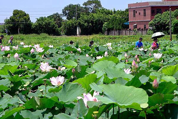 桃園蓮花季