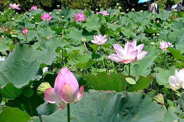 桃園蓮花季