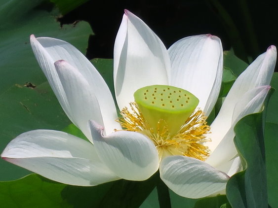 桃園蓮花季