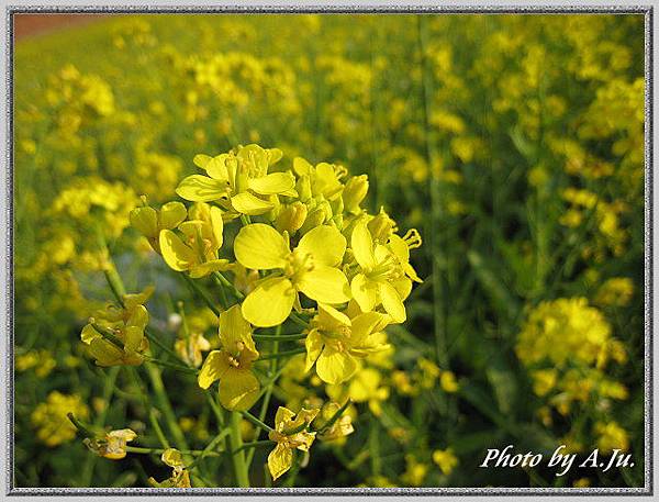 路邊油菜花