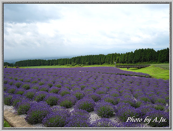 九重花公園26.jpg