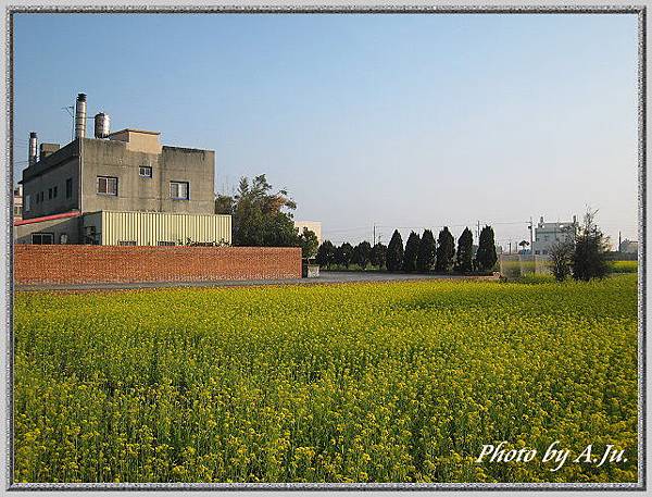 路邊油菜花