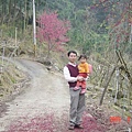 櫻花１