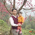 櫻花２