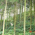 杉樹林