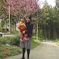 櫻花３