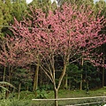 櫻花４