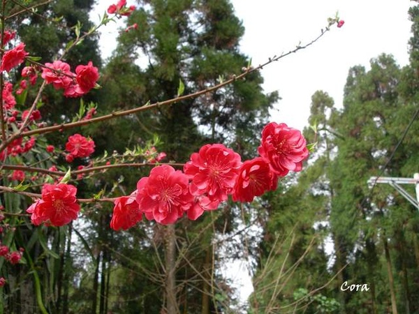 櫻花１