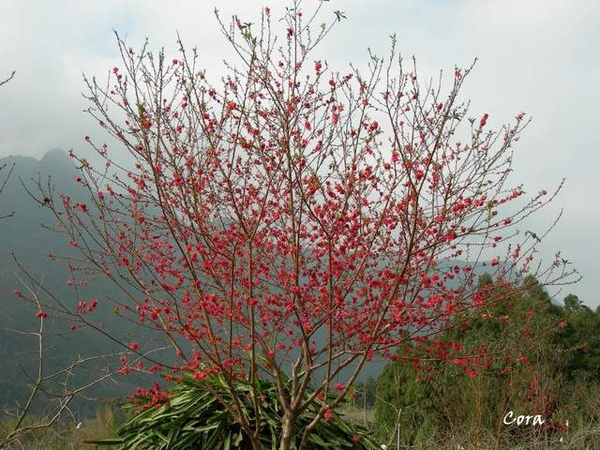 櫻花２
