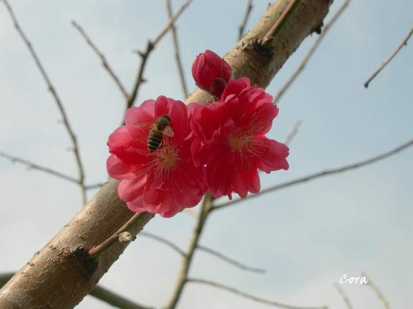 蜜蜂