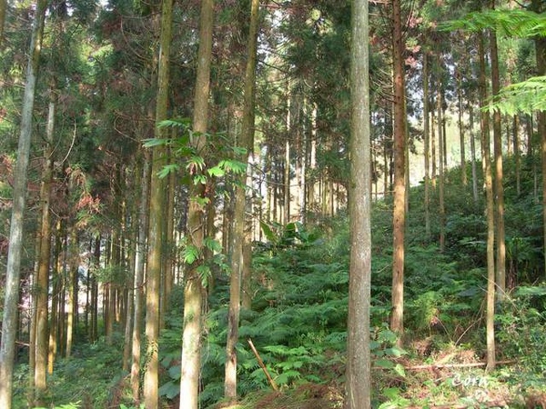 杉樹林