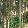 杉樹林