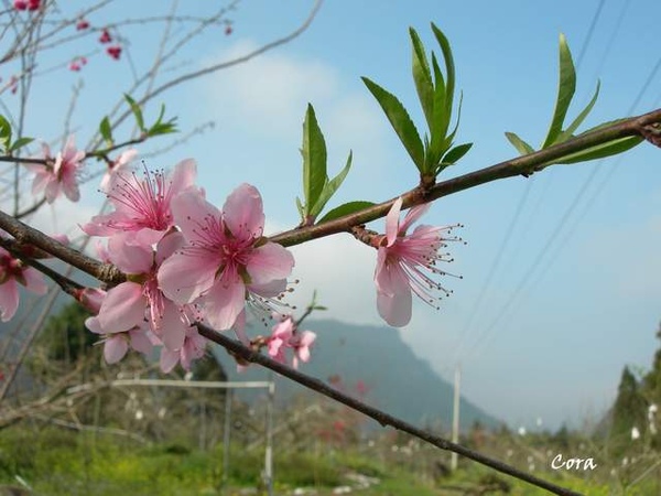 桃花