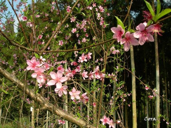 桃花