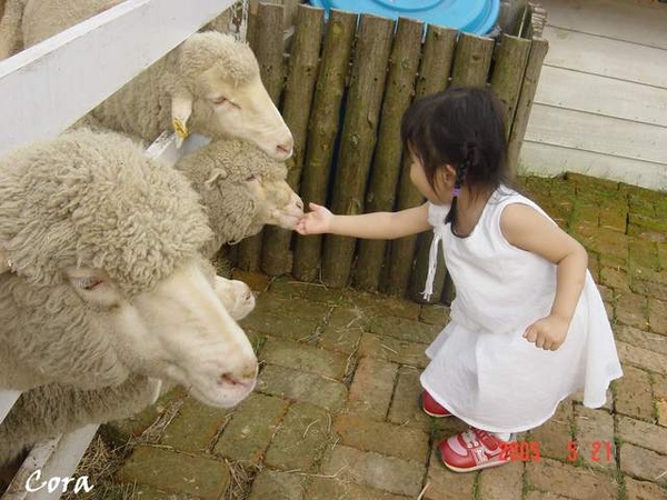 富田農場－餵羊咩咩吃飯飯