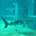 大阪海遊館７