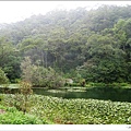 人工湖裡的台灣萍蓬草