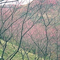 櫻花林