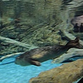 DSC00727.jpg