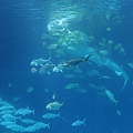 DSC00808.jpg