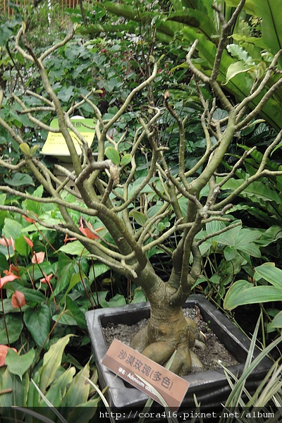 DSC01404.jpg