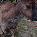 kangaroo--with little kan in her bag