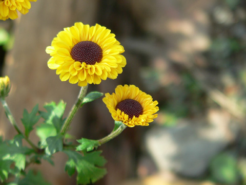 黑心小菊花