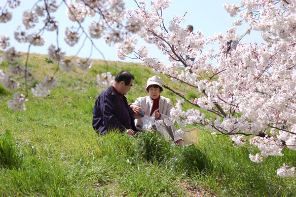 日本人都愛在櫻花樹下野餐~~還有看到自備卡啦ok的