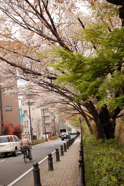 風之散步道沿途都是櫻花樹唷~~~