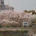 \\\\\\\&quot;06お花見船\\\\\\\&quot;遊隅田川賞花