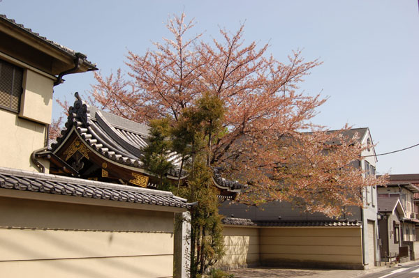 櫻花配寺廟...還真有日本味