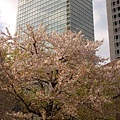 到處都有櫻花樹~~~櫻花配高樓大廈