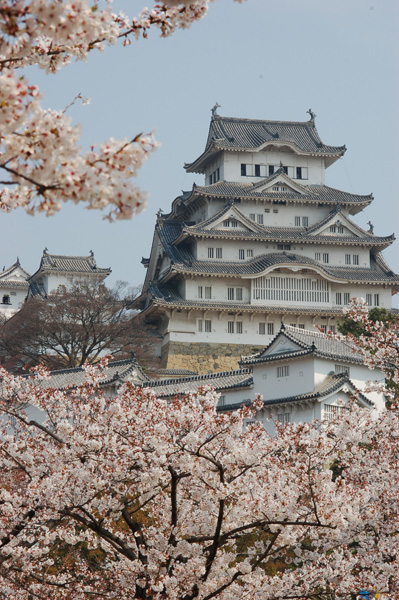日本的城和寺廟都要配櫻花