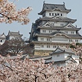 日本的城和寺廟都要配櫻花