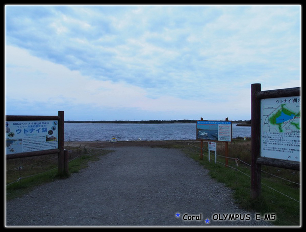 導遊說天鵝從西伯利亞來的