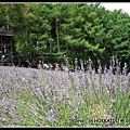 薰衣草來個特寫吧!!