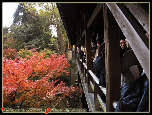 橋下一片楓葉海