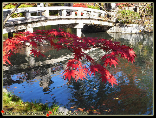 深紅色的楓葉