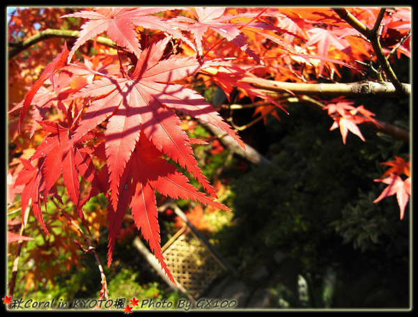 熟透了~~~好紅好紅