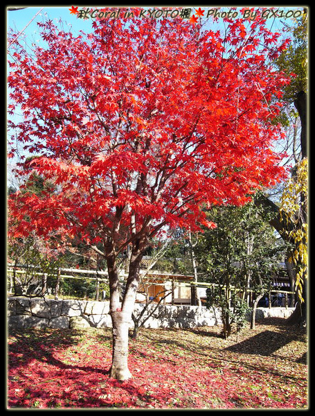 喔耶!!終於有顆很紅很紅的楓葉