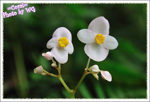 小花正面