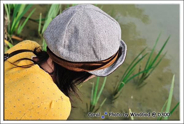 好多蝌蚪在游泳