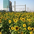 IMG_2219.JPG