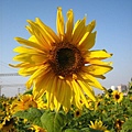 IMG_2231.JPG